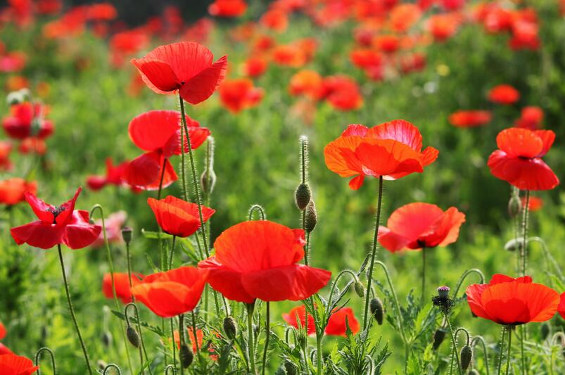 1640172608178535.jpg 1640172608178535.jpg