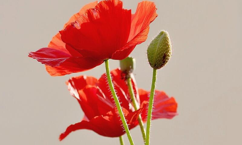 1640172608652552.jpg 1640172608652552.jpg