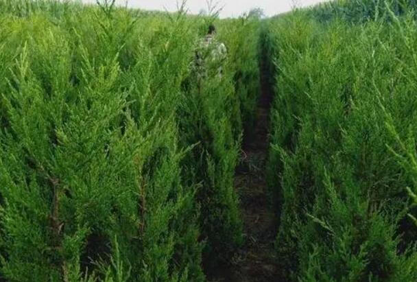 1640245289455433.jpg 1640245289455433.jpg