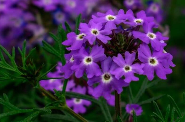 1640441807443419.jpg 1640441807443419.jpg