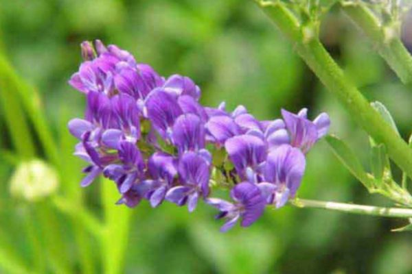 紫花苜蓿