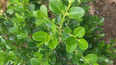 1641725120639744.jpg 1641725120639744.jpg