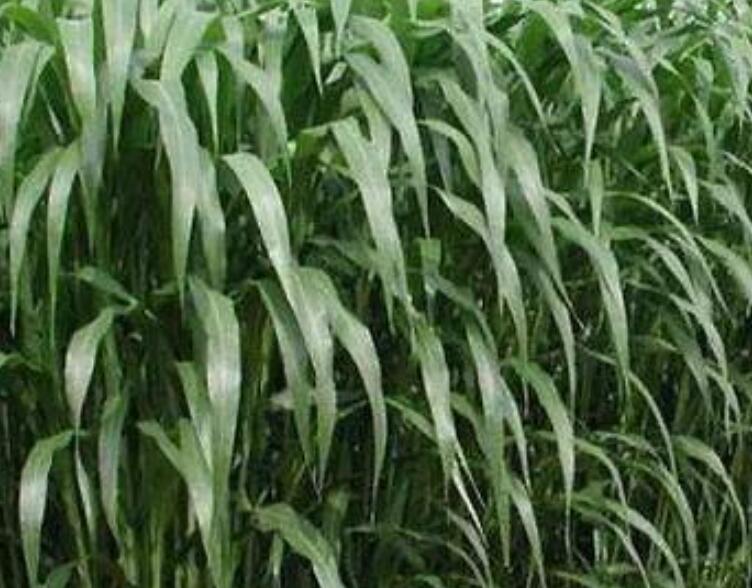 1641796379702694.jpg 1641796379702694.jpg