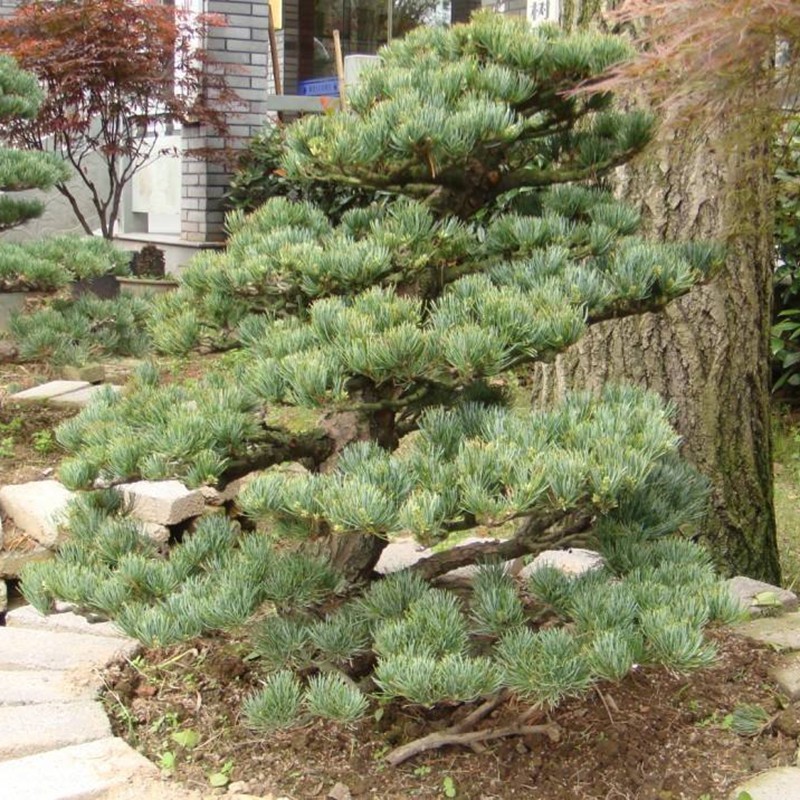 黃金大板松 黃金大板松