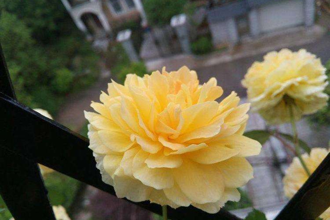 光輝月季 光輝月季