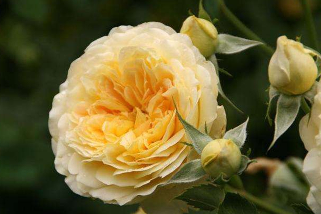 光輝月季 光輝月季