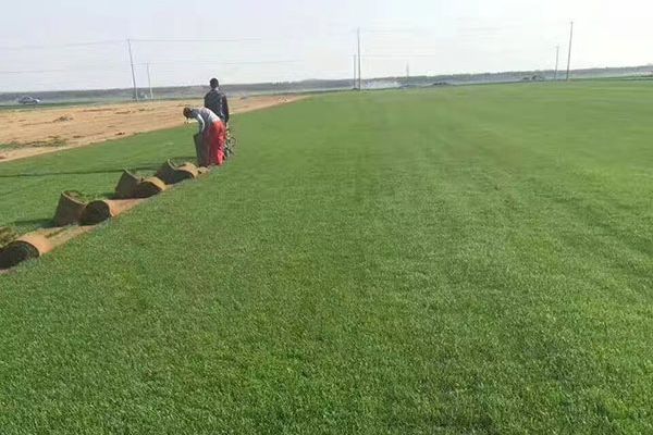 早熟禾優美 早熟禾優美