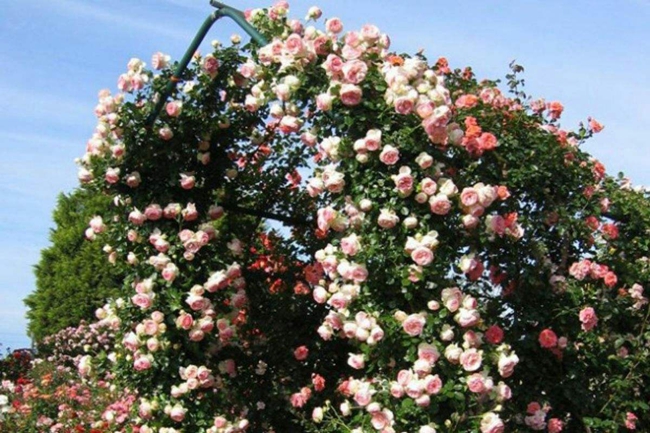 歐月藤本月季 歐月藤本月季