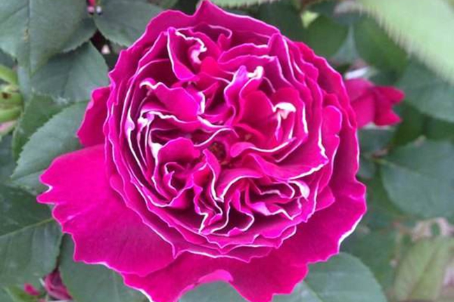 紫袍玉帶月季 紫袍玉帶月季