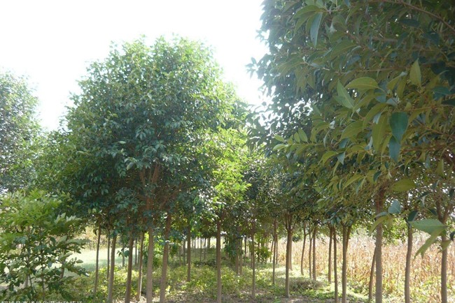 大葉女貞 大葉女貞