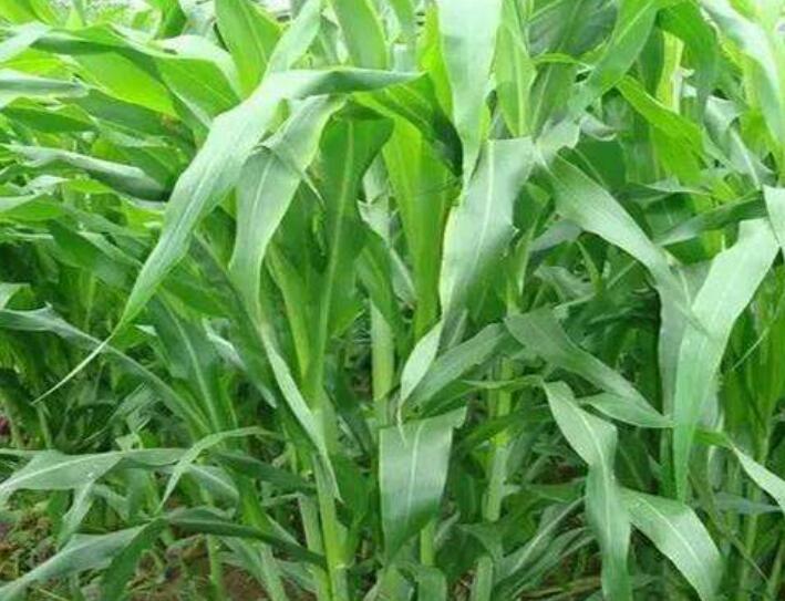 1642128387341237.jpg 1642128387341237.jpg