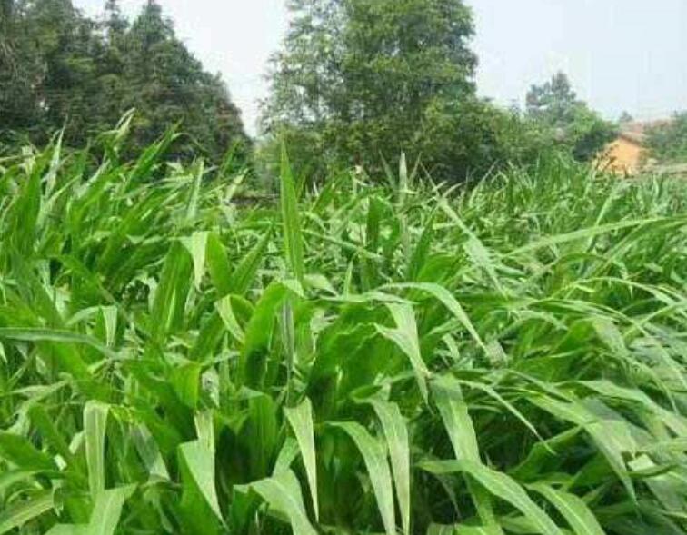 1642128396857911.jpg 1642128396857911.jpg