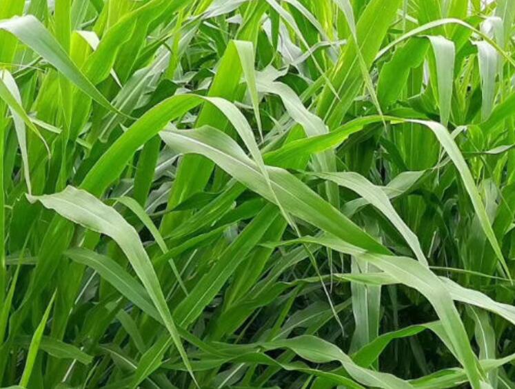 1643000402828505.jpg 1643000402828505.jpg