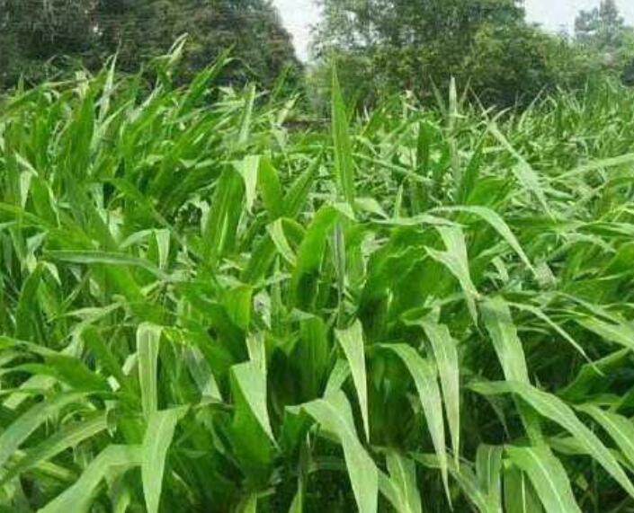 1643000413845596.jpg 1643000413845596.jpg