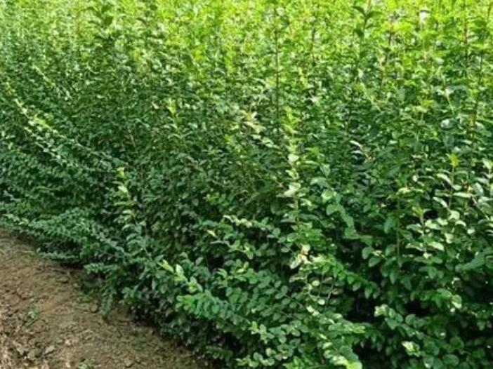 1643081534485652.jpg 1643081534485652.jpg