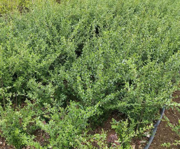 1643081862253833.jpg 1643081862253833.jpg