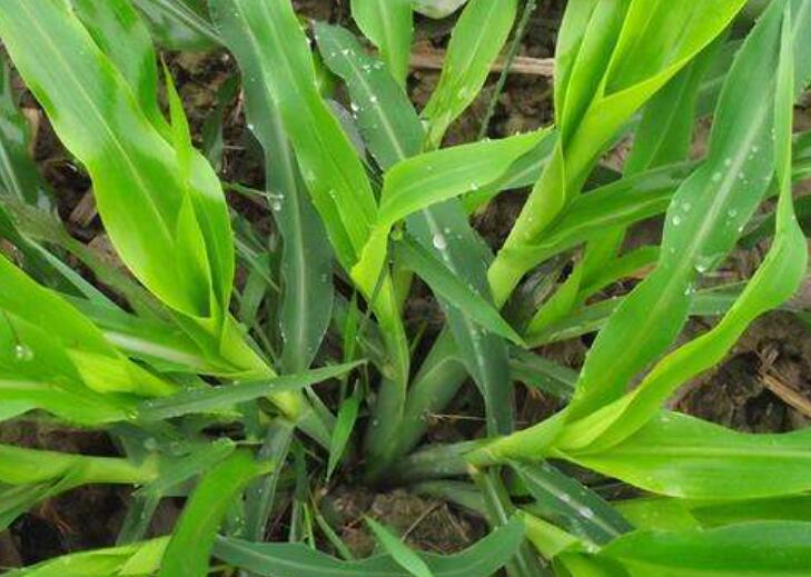 1643184115160429.jpg 1.jpg