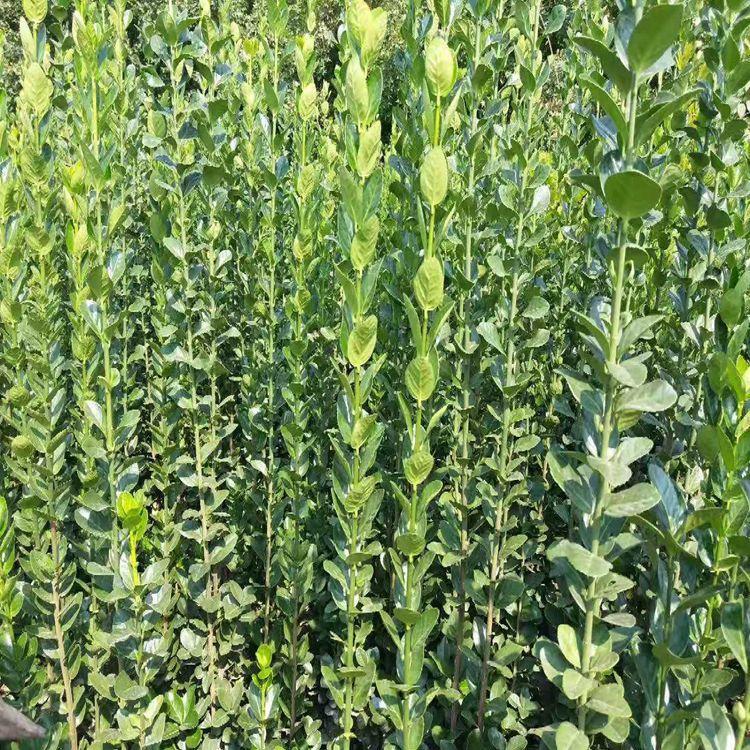 1644061405342800.jpg 1644061405342800.jpg