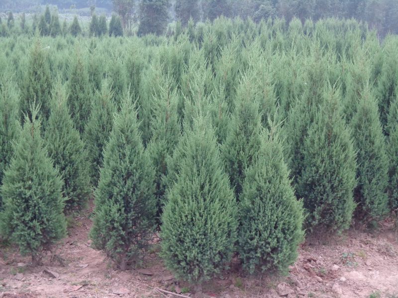 1644062398359422.jpg 1644062398359422.jpg