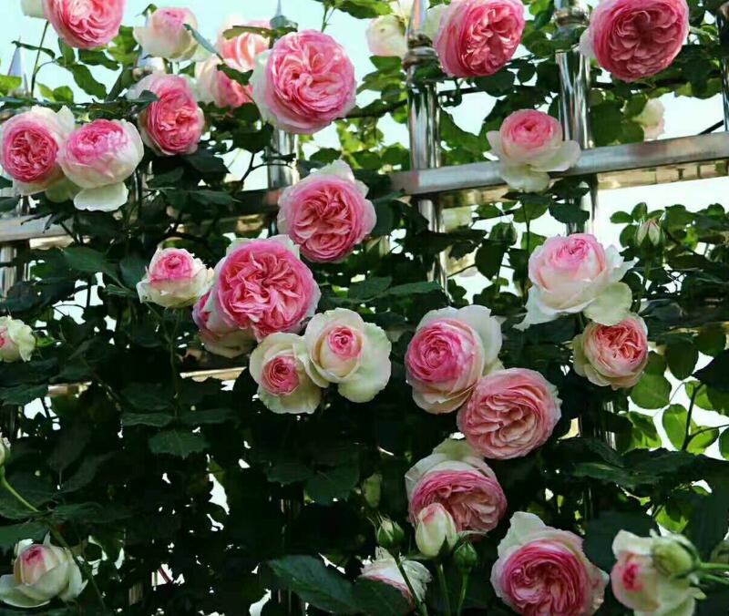 1644076356185223.jpg 1644076356185223.jpg