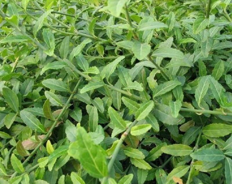 1644078098331026.jpg 1644078098331026.jpg