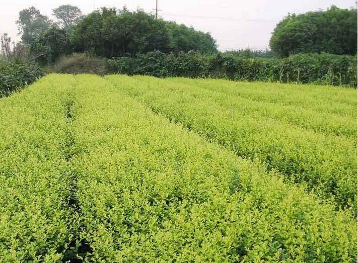 1644120344769638.jpg 1644120344769638.jpg