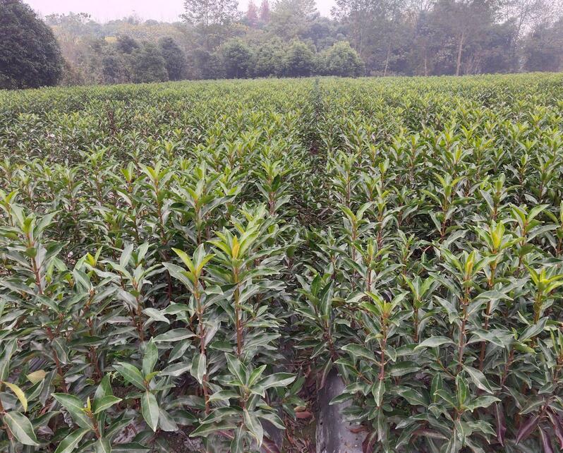 1644216646602143.jpg 1644216646602143.jpg