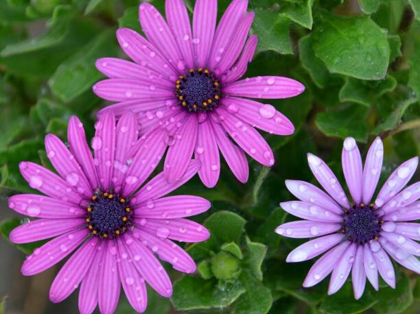 1644217649247871.jpg 藍目菊2.jpg