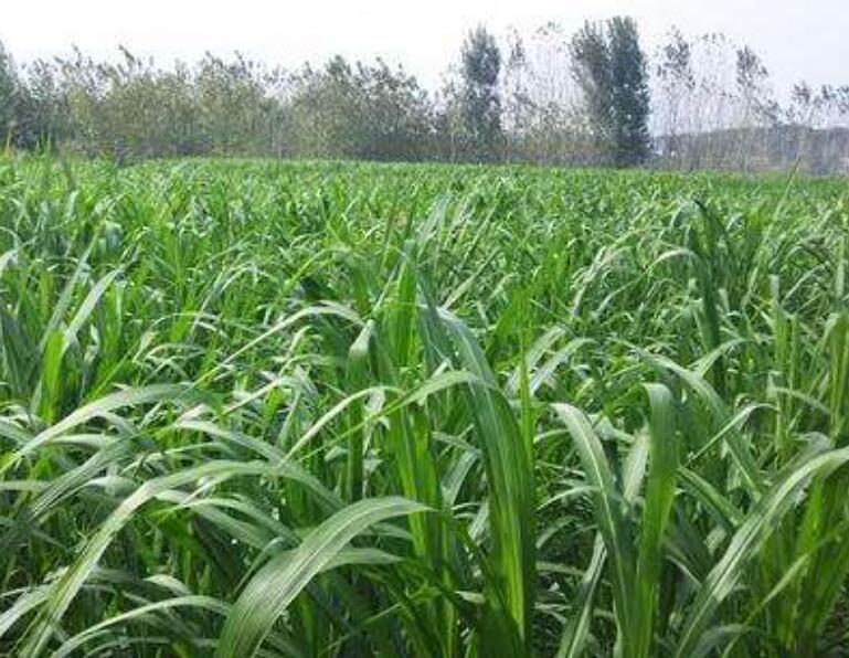 1644575661810295.jpg 1644575661810295.jpg