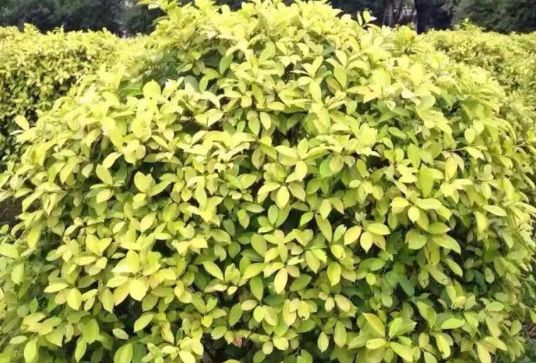 1644757250321120.jpg 黃金榮3.jpg