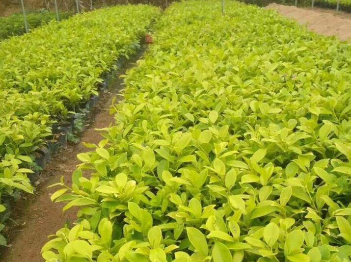 1644757268104300.jpg 3.jpg