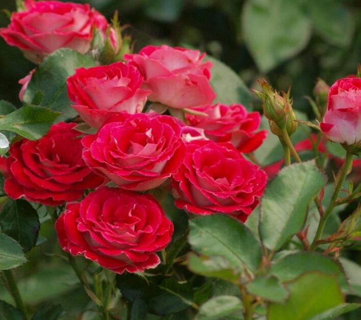 1644898408622747.jpg 1644898408622747.jpg