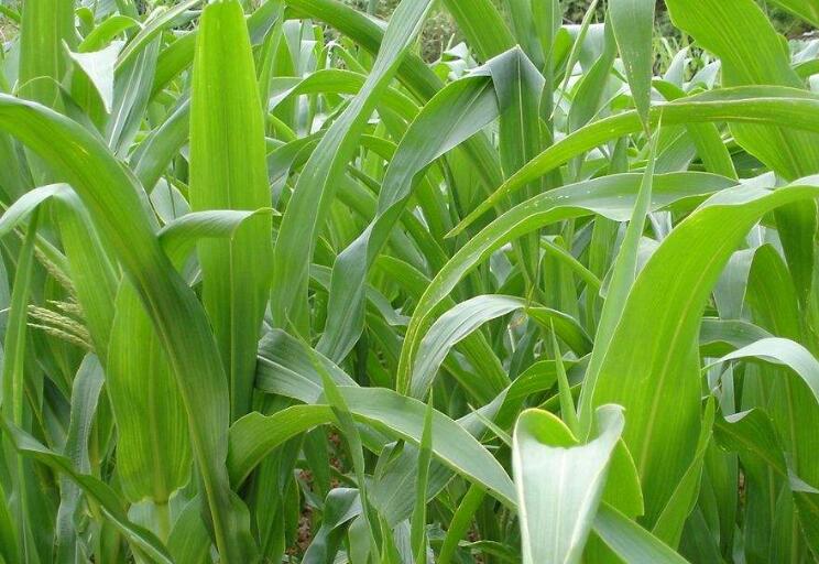 1645794271773766.jpg 1.jpg