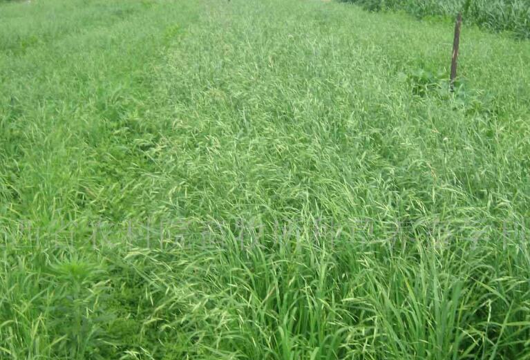 1646398193829418.jpg 3.jpg