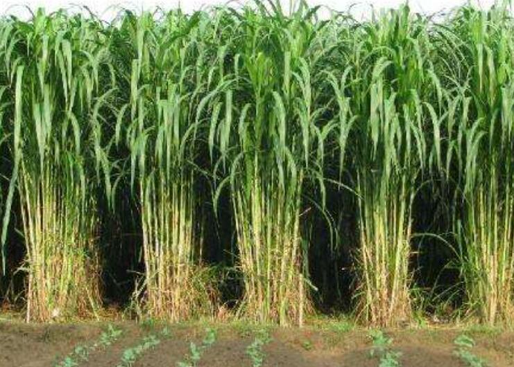 1646446480215576.jpg 1.jpg