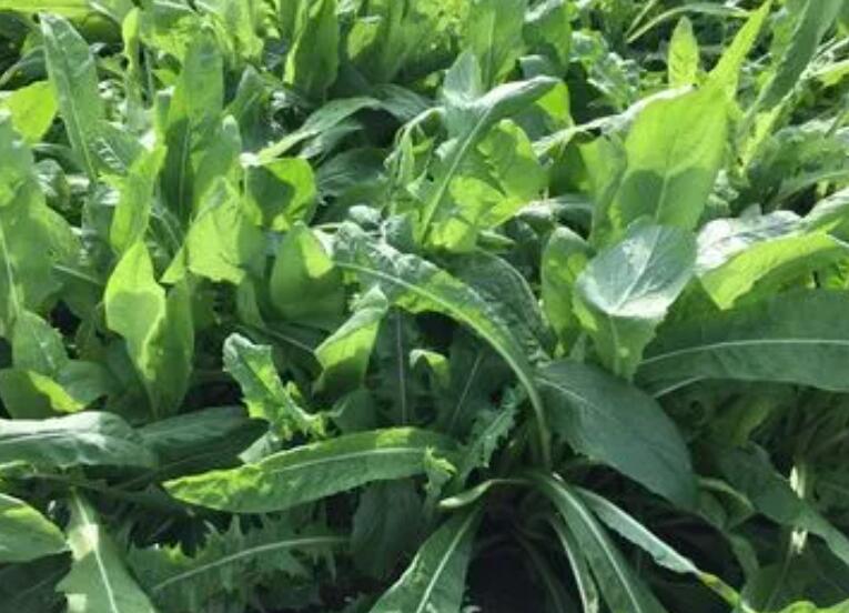 1646485736527266.jpg 1.jpg