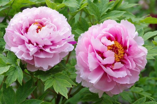 1646806532542694.jpg 1646806532542694.jpg