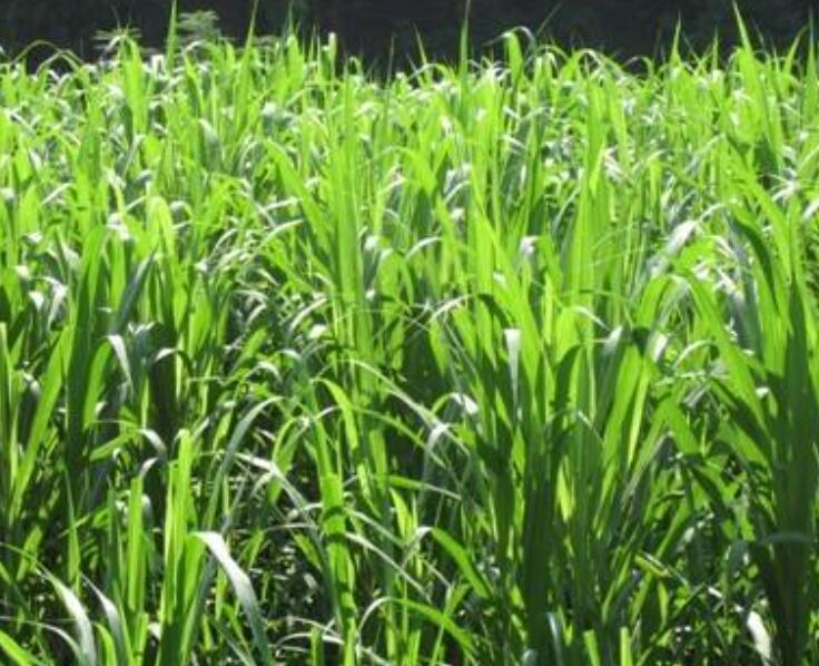 1646827476707025.jpg 1646827476707025.jpg