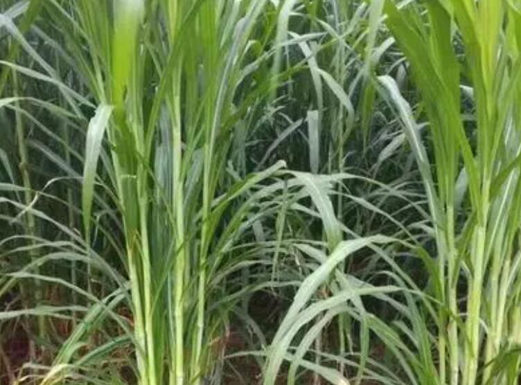 1647010696541477.jpg 3.jpg