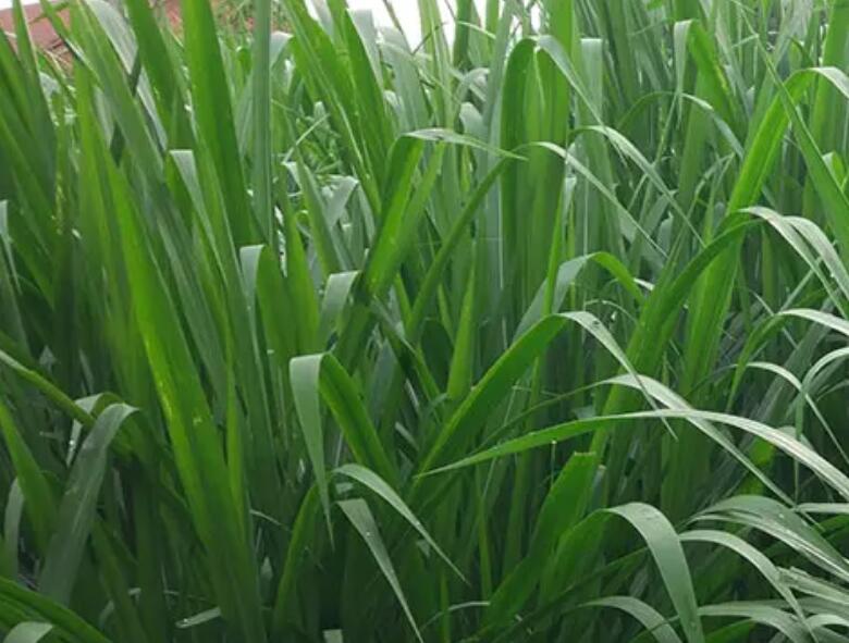 1647011376619621.jpg 3.jpg