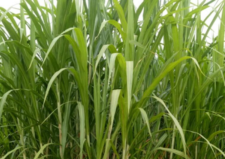 1647011972473314.jpg 3333333.jpg