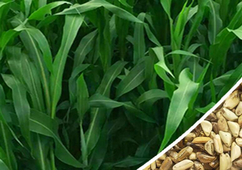 1647182376585421.jpg 1647182376585421.jpg