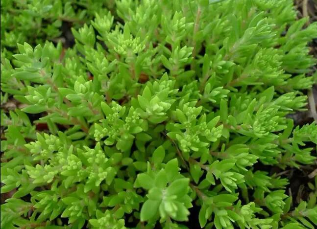 1647426441624201.jpg 1647426441624201.jpg