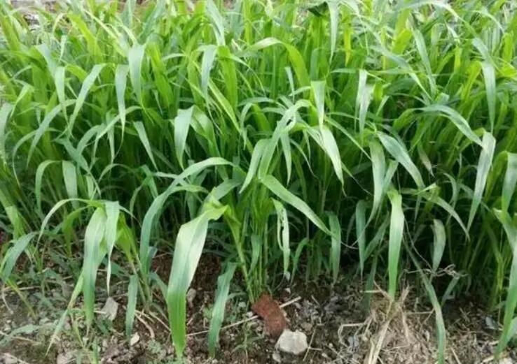 1647601371215828.jpg 1.jpg