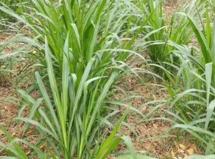 1647602873141299.jpg 1647602873141299.jpg