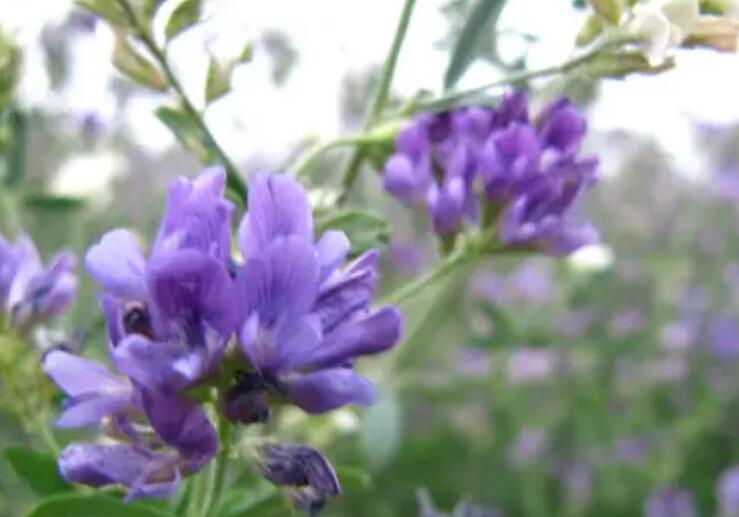 1647779006959482.jpg 1.jpg