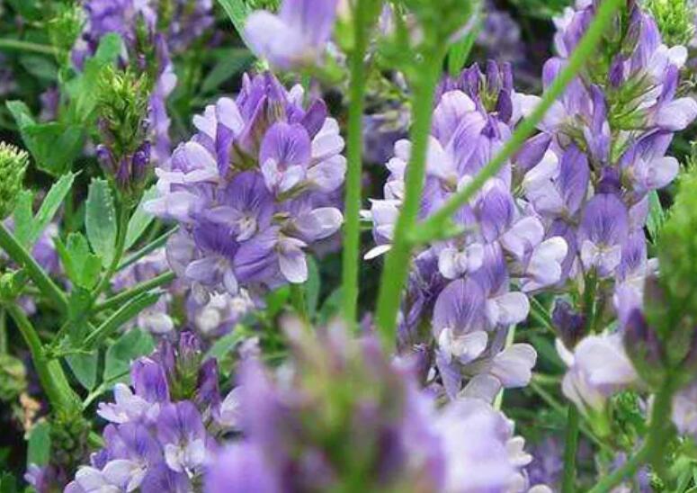 1647779026617649.jpg 3.jpg