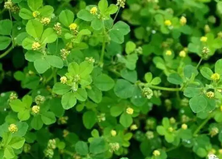 1647784068523815.jpg 1.jpg