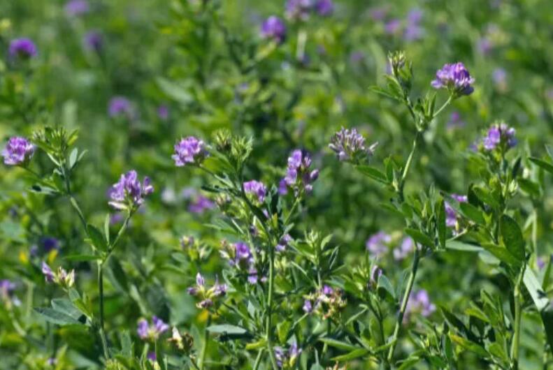 1647784837663871.jpg 2.jpg