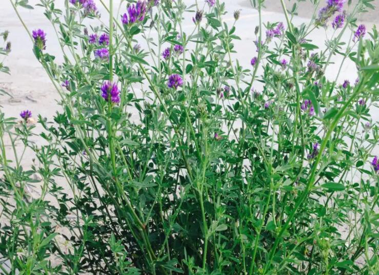 1647784851480297.jpg 3.jpg